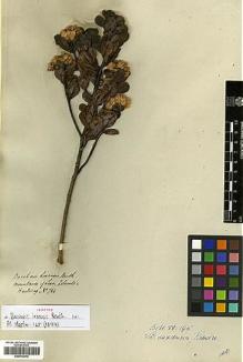 Type specimen at Edinburgh (E). Hartweg, Karl: 761. Barcode: E00413472.