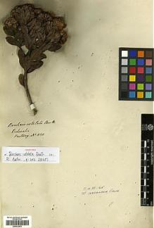 Type specimen at Edinburgh (E). Hartweg, Karl: 1120. Barcode: E00413475.