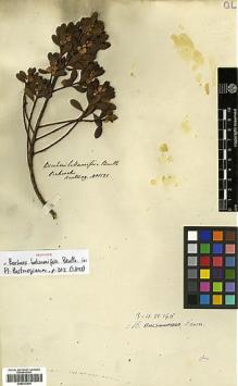 Type specimen at Edinburgh (E). Hartweg, Karl: 1121. Barcode: E00413476.