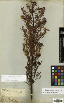 Type specimen at Edinburgh (E). Gardner, George: 3839. Barcode: E00413477.