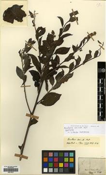 Type specimen at Edinburgh (E). Martius, Carl: 231. Barcode: E00413479.