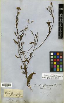 Type specimen at Edinburgh (E). Gardner, George: 496. Barcode: E00413480.
