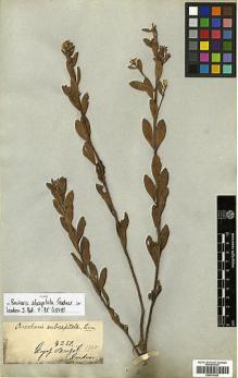 Type specimen at Edinburgh (E). Gardner, George: 4251. Barcode: E00413483.