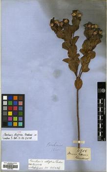 Type specimen at Edinburgh (E). Gardner, George: 4908. Barcode: E00413484.