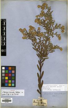 Type specimen at Edinburgh (E). Gardner, George: 4900. Barcode: E00413488.
