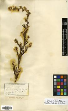 Type specimen at Edinburgh (E). Parry, Charles; Palmer, Edward: 412. Barcode: E00413493.