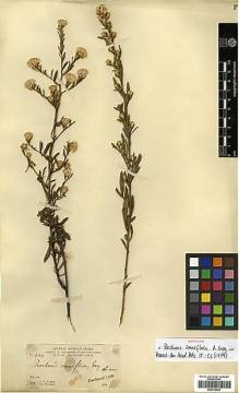 Type specimen at Edinburgh (E). Parry, Charles; Palmer, Edward: 404. Barcode: E00413494.