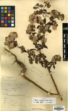 Type specimen at Edinburgh (E). Cavalerie, Pierre: 3310. Barcode: E00413498.