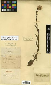 Type specimen at Edinburgh (E). Bodinier, Emile: 14 D. Barcode: E00413500.