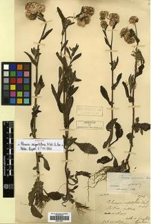 Type specimen at Edinburgh (E). Cavalerie, Pierre: 3702. Barcode: E00413501.