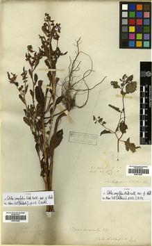 Type specimen at Edinburgh (E). Wallich, Nathaniel: 3237. Barcode: E00413506.
