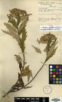 Type specimen at Edinburgh (E). Forrest, George: 6671. Barcode: E00413509.