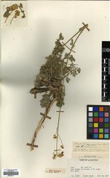 Type specimen at Edinburgh (E). Koelz, Walter: 11988. Barcode: E00413511.