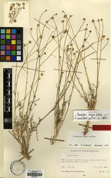 Type specimen at Edinburgh (E). Hedge, Ian; Wendelbo, Per: W 5325. Barcode: E00413513.