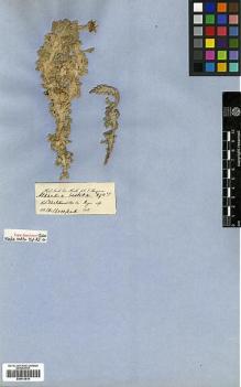 Type specimen at Edinburgh (E). Thomson, Thomas: . Barcode: E00413514.
