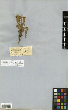 Type specimen at Edinburgh (E). Hooker, Joseph; Thomson, Thomas: . Barcode: E00413533.