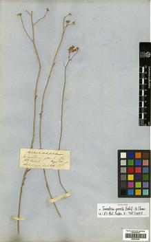 Type specimen at Edinburgh (E). Thomson, Thomas: . Barcode: E00413534.
