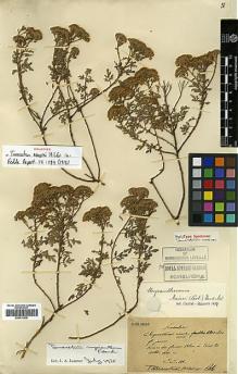Type specimen at Edinburgh (E). Maire, Edouard-Ernest: . Barcode: E00413535.