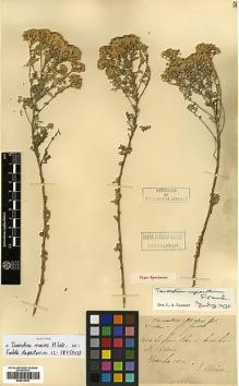 Type specimen at Edinburgh (E). Maire, Edouard-Ernest: . Barcode: E00413536.