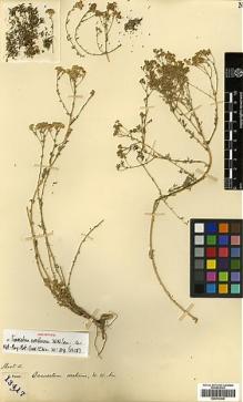 Type specimen at Edinburgh (E). Forrest, George: 13417. Barcode: E00413538.