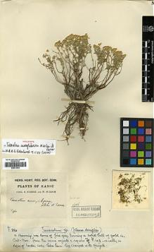 Type specimen at Edinburgh (E). Farrer, Reginald; Purdom, William: 320. Barcode: E00413543.