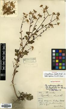 Type specimen at Edinburgh (E). Chanet, Louis: 422. Barcode: E00413544.