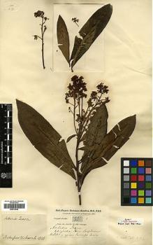 Type specimen at Edinburgh (E). Buchanan-Hamilton, Francis: 581. Barcode: E00413548.