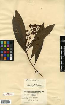 Type specimen at Edinburgh (E). Buchanan-Hamilton, Francis: 581. Barcode: E00413549.