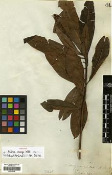 Type specimen at Edinburgh (E). Wallich, Nathaniel: 2261. Barcode: E00413552.