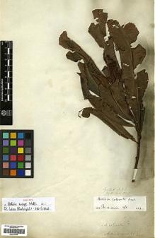 Type specimen at Edinburgh (E). Wallich, Nathaniel: 2261. Barcode: E00413553.