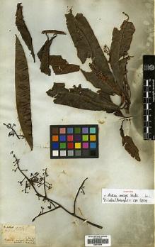Type specimen at Edinburgh (E). Wallich, Nathaniel: 2261. Barcode: E00413554.