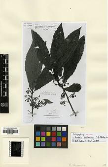 Type specimen at Edinburgh (E). Griffith, William: 3587. Barcode: E00413555.