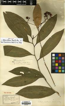 Type specimen at Edinburgh (E). Henry, Caroline: 9226 A. Barcode: E00413558.
