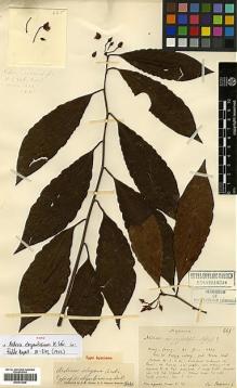 Type specimen at Edinburgh (E). Bodinier, Emile: 665. Barcode: E00413568.