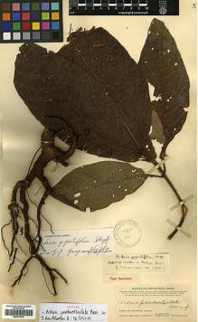 Type specimen at Edinburgh (E). Canton Christian College Expedition (1924): 12657. Barcode: E00413570.