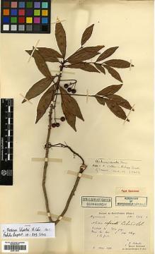 Type specimen at Edinburgh (E). Laborde, J.: 2512. Barcode: E00413578.
