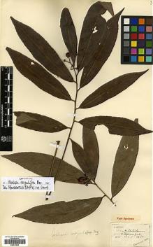Type specimen at Edinburgh (E). Henry, Caroline: 11724. Barcode: E00413580.