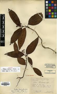 Type specimen at Edinburgh (E). Bodinier, Emile: . Barcode: E00413583.