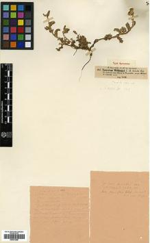 Type specimen at Edinburgh (E). Willkomm, H.M.: 462. Barcode: E00413585.