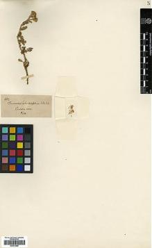 Type specimen at Edinburgh (E). Willkomm, H.M.: 462. Barcode: E00413586.