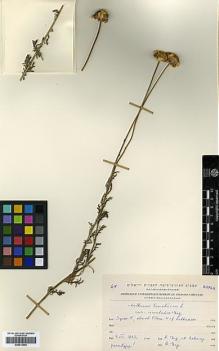Type specimen at Edinburgh (E). Eig, Alexander; Zohary, Michael: . Barcode: E00413592.