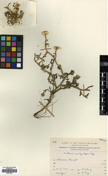 Type specimen at Edinburgh (E). Zohary, Michael: . Barcode: E00413602.