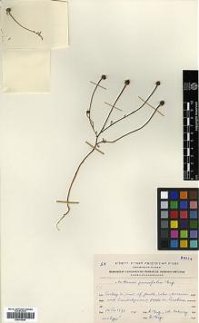 Type specimen at Edinburgh (E). Eig, Alexander; Zohary, Michael: . Barcode: E00413605.