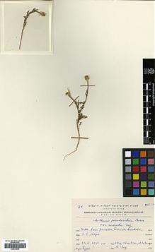 Type specimen at Edinburgh (E). Eig, Alexander; Zohary, Michael; Feinbrun, Naomi: . Barcode: E00413608.