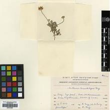 Type specimen at Edinburgh (E). Eig, Alexander; Zohary, Michael: . Barcode: E00413609.