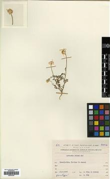 Type specimen at Edinburgh (E). Eig, Alexander; Zohary, Michael: . Barcode: E00413610.