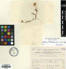 Type specimen at Edinburgh (E). Eig, Alexander; Zohary, Michael: . Barcode: E00413612.