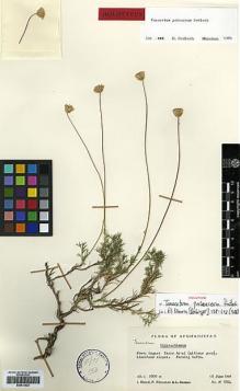 Type specimen at Edinburgh (E). Hedge, Ian; Wendelbo, Per: W 8854. Barcode: E00413622.