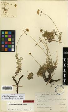 Type specimen at Edinburgh (E). Hedge, Ian; Wendelbo, Per: W 3706. Barcode: E00413624.