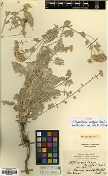 Type specimen at Edinburgh (E). Haradjian, Manoog: 3878. Barcode: E00413626.
